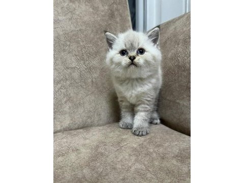 Safkan british shorthair ayı surat top kafa bebişimiz