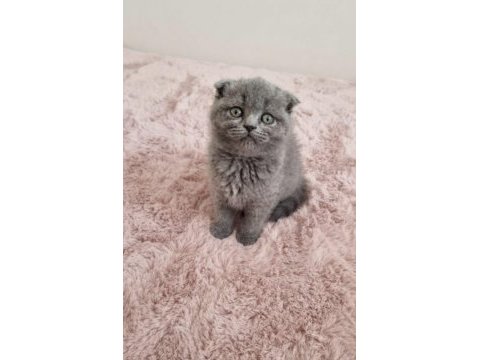 Scottish fold yavru kedilerimiz