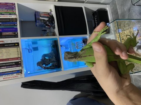 Evcil satılık çipli iguana