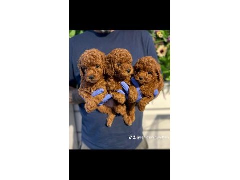 Efsane poodle yavrularımız hazır