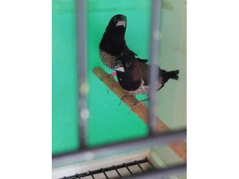 Mokka bengal ispinozu yarışma vasıflı çiftler