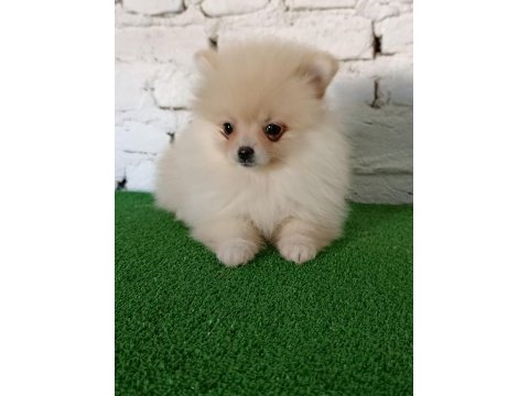 Pomeranian yavrularımız