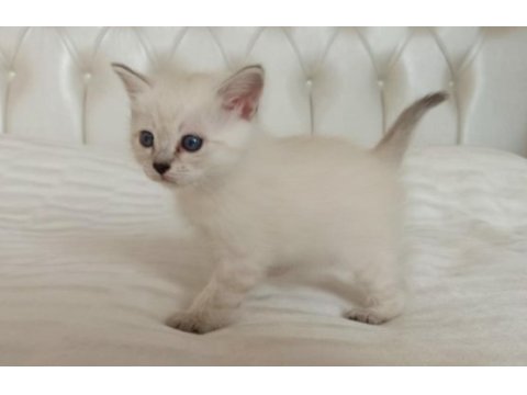 Erkek british shorthair