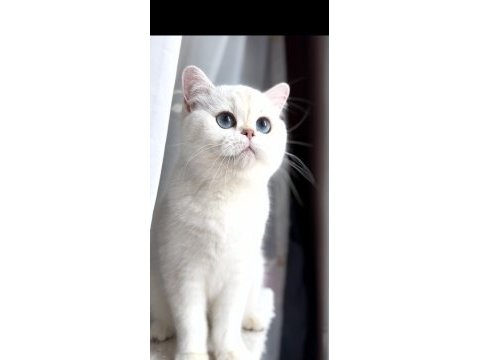 Masmavi gözlü kedimiz kısırlaştırma şartıyla kedimiz