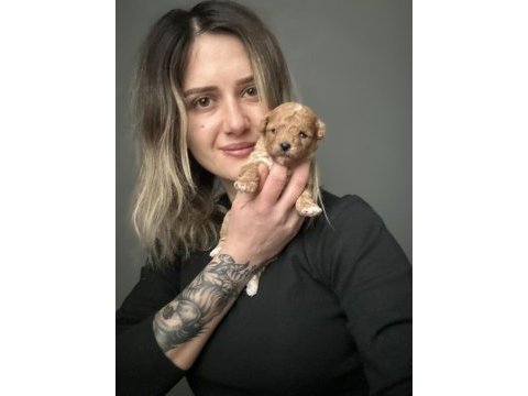 Toy poodle yavrular ruhsatlı üreticiden