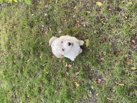 4 aylık maltıpoo