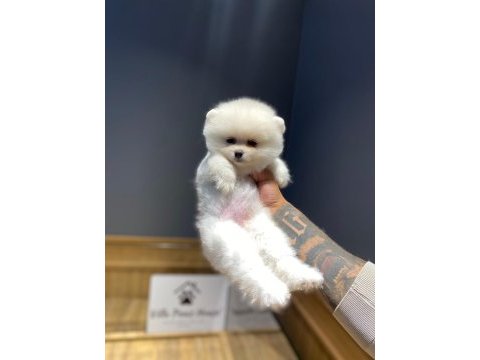 Show class orjinal ayı surat pomeranian boo yavrularım