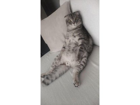 Scottish fold oğlumuzu sahiplendiriyoruz