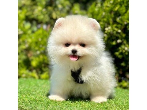 Sevimli pomeranian boo yavrularımız
