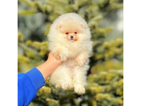 Un kurabiyesi pomeranian bebeklerimiz