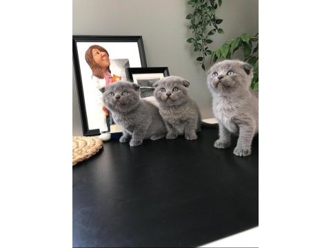 Akkuş üretim çiftliğinden scottish fold yavruları