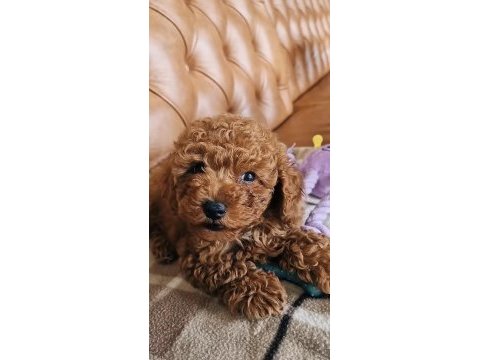 Toy poodle köpekleri için ulaşın