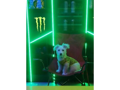 Minik terrier kızımıza yuva arıyoruz