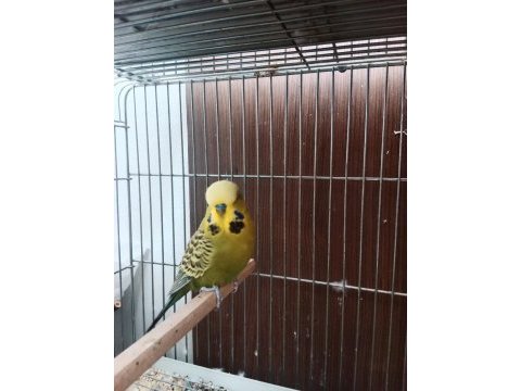 Eş jumbo çift muhabbet kuşu