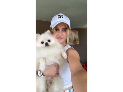 Pomeranian boo yavruları