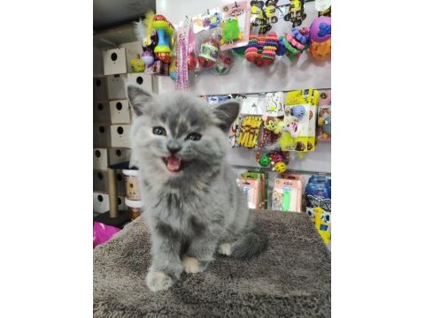 British shorthair 2 aylık bebek dişi