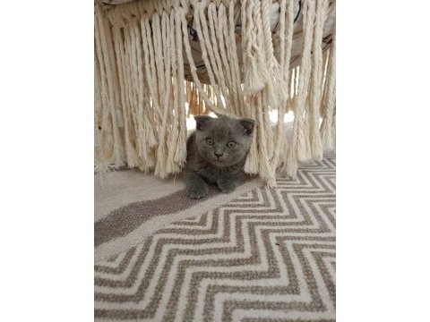 Evdeki sevimli scottish fold kuyruğum