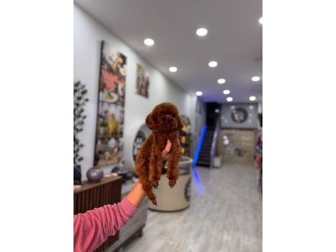 Kore yetişkin dişi erkek poodle