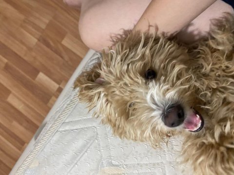 5 aylık maltipoo sahiplendiriyorum