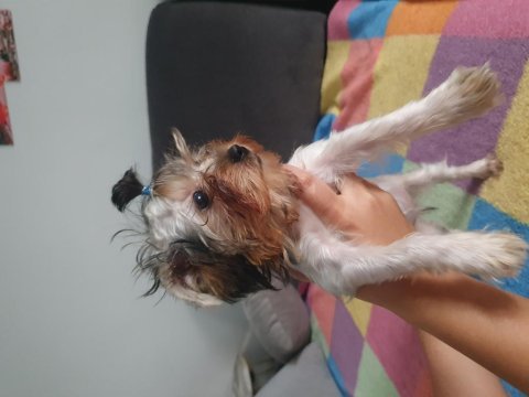 Yavru dişi yorkshire terrier