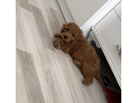 Erkek toy poodle