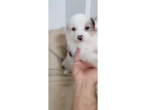 Efsane border collie yavrular