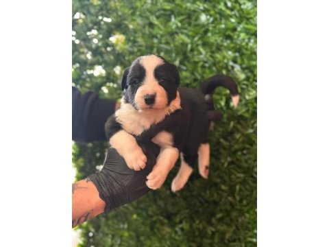 Burkemden a kan border collie yavruları