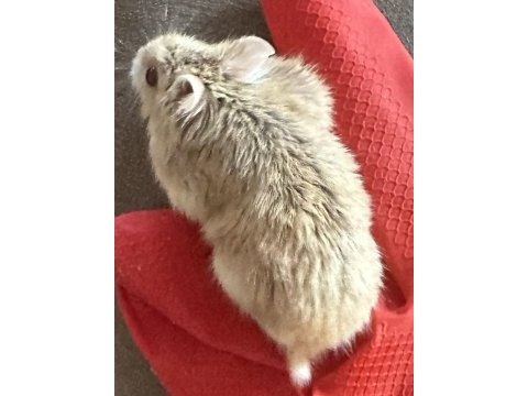 Benim iki hamsterim var taşınacağım için satıcam