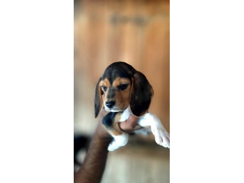 Beagle yavrularımız mükemmel bebekler