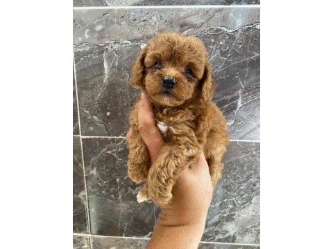 Orjinal maltipoo yavrular