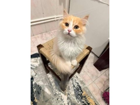 7 aylık british longhair kısır değil uysal