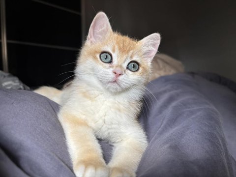 Golden british shorthair