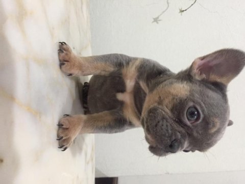 Dişi lilac and tan french bulldog
