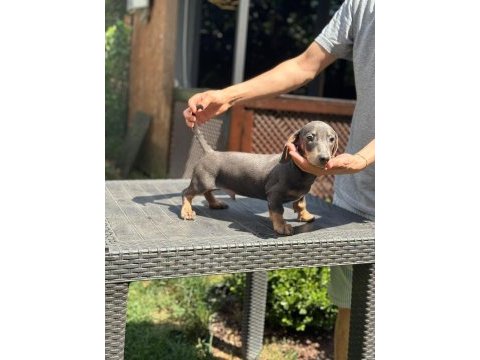 Orjinal dachshund (sosis) yavrunuz