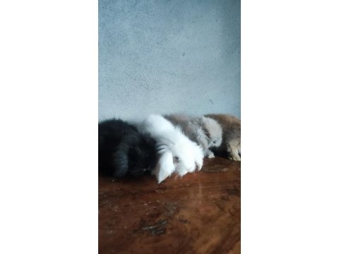 Hollanda teddy lop tavşanı yavruları