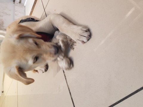 4 aylık golden retriever yavrusu