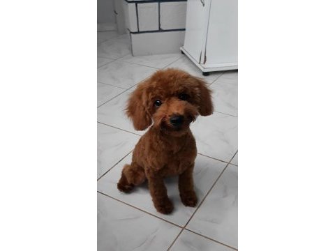 Yakışıklı poodle oğlumuz