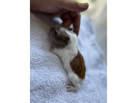 Dişi erkek ginepig yavrular antalya