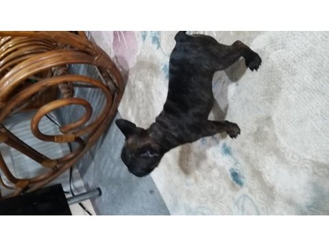 French bulldog yavruları