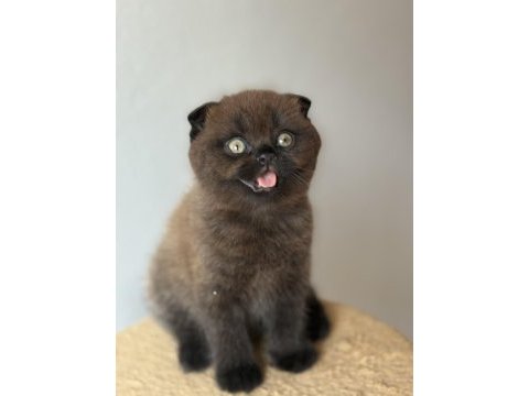 Scottish fold çikolata point