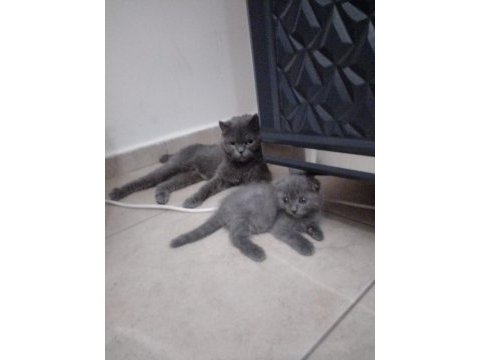 Yine kalite yine scottish fold