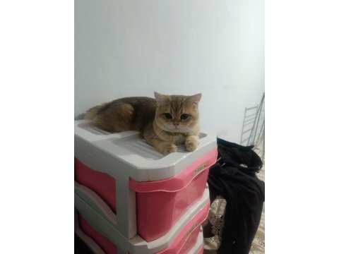 British shorthair ny12 safkan
