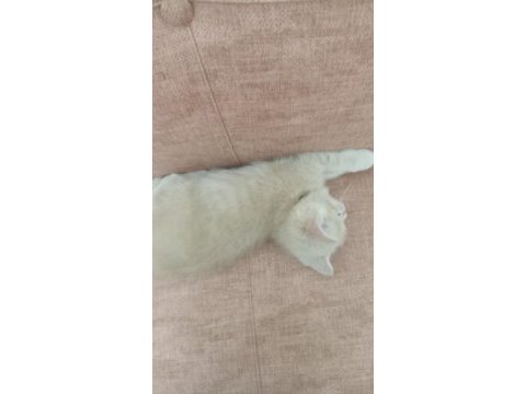British longhair çok tatlı yavrular