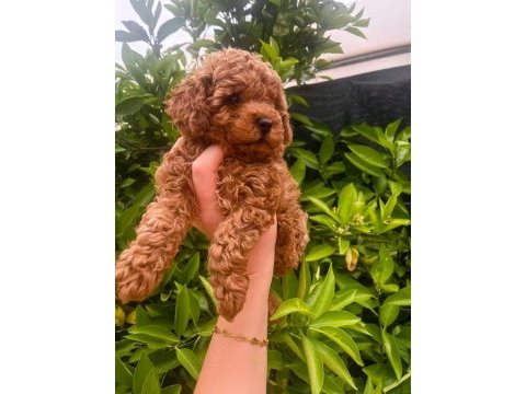 Birbirinden tatlı toy poodle yavrularımız