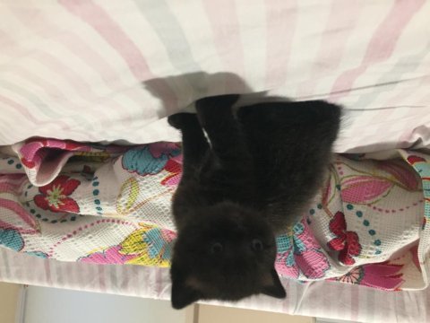 Çikolata point yavrular british shorthair