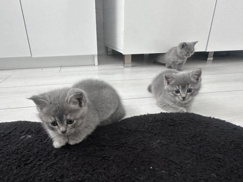 2 aylık british shorthair yavrular yeni yuvalarına hazır