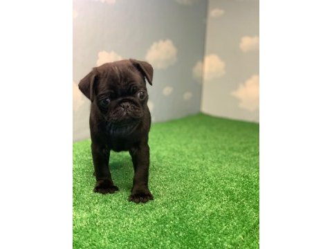 Gül kuyruk safkan siyah dişi ve erkek pug yavrular