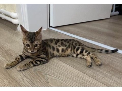 4 aylık bengal kedisi