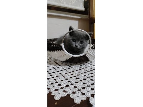 British shorthair 2 aylık dişi kediler