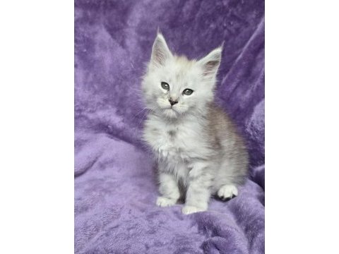Maine coon erkek ns24 wcf kayıtlı kedimiz
